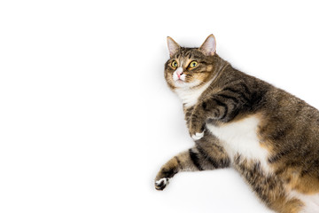 Obraz premium Studio shot of an adorable gray and brown tabby cat lying on white background top isolated