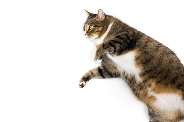 Obraz premium Studio shot of an adorable gray and brown tabby cat lying on white background top isolated