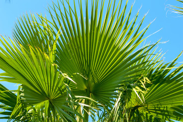 Palm leaf against blue sky