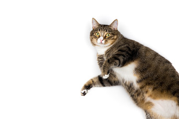 Studio shot of an adorable gray and brown tabby cat lying on white background top isolated