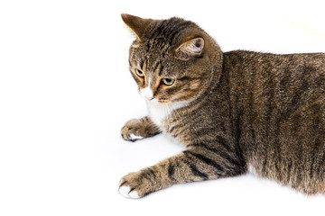 Studio shot of an adorable gray and brown tabby cat lying on white background top isolated