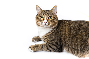 Naklejka na ściany i meble Studio shot of an adorable gray and brown tabby cat lying on white background top isolated