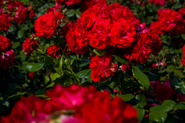 The large beautiful green garden with bushes of red roses. Summer season of blossoming.