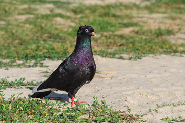 Free white dove walking along street One dove. Important . Serious. under sunlight. Street dove. finding meal.