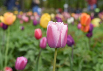 Tulips of different types and colors on a large flower bed
