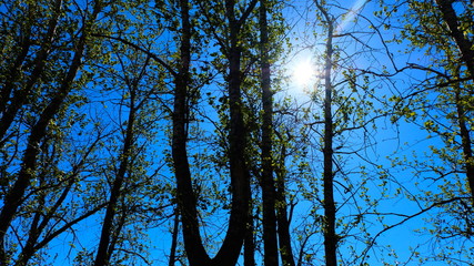 Sun in the trees