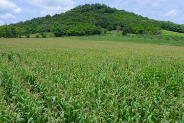 Fototapeta na wymiar agricultural area flowering green corn fields of farmer