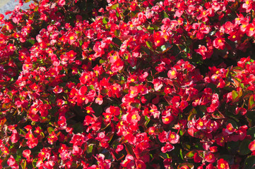 Fototapeta premium Semperflorens-Begonien