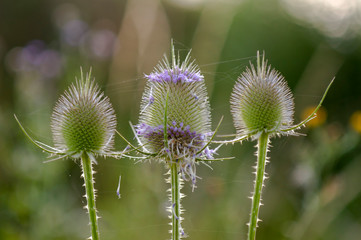 purple colored thistle with sting on the season meadow