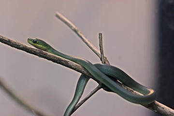 Frisch geschlüpfte Raue Grasnatter (Opheodrys aestivus)