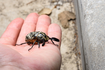 Polyphylla fullo beetle in the night