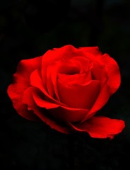 a red rose on a black background