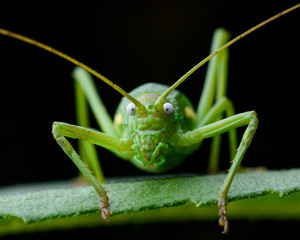 uromenus rugosicollis in plant during the night