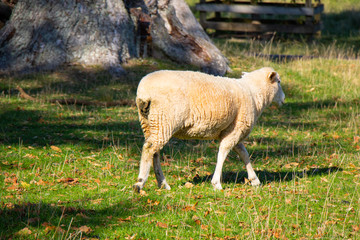 Fototapeta premium Sheep walking around meadow field at One Tree Hill in Auckland, New Zealand
