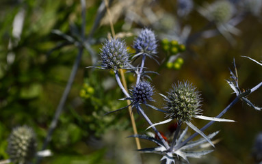 Floral background. Interesting barb of Eryngium campestre in the garden. Cropped shot, horizontal, close-up, outdoors. Concept of natural beauty and botany.