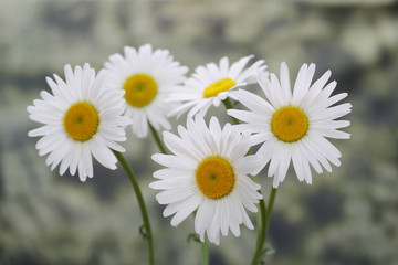 Obraz premium White chamomile (camomile) bouquet on nature background.