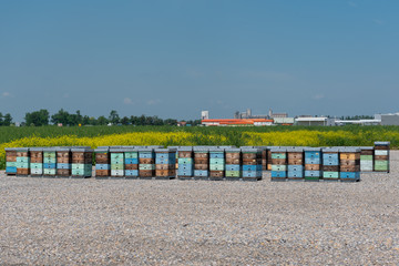 large-scale hives near the flower fields and close to the industry