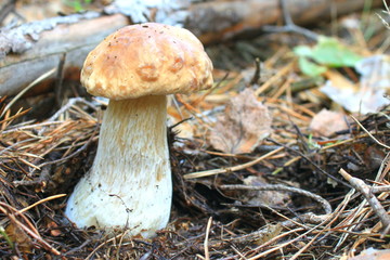 Beautiful mushroom in the autumn forest