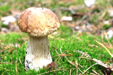 Beautiful mushroom in the autumn forest