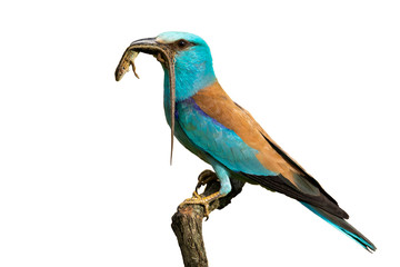 Side view of european roller, coracias garrulus, sitting on a perch holding caught lizard in the beak ready to feed with white background. Male colorful bird animal in nature on a hunt.