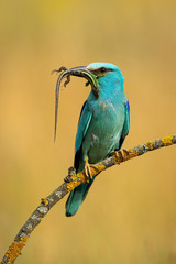 Front view of european roller, coracias garrulus, sitting on a perch holding caught lizard in the beak in summer with dry grass blurred in background. Blue bird animal hunting in wilderness.