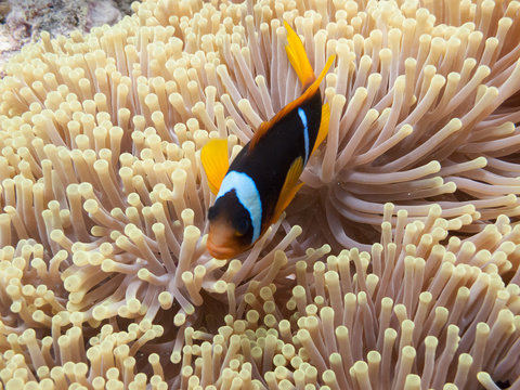 The clownfish (amphiprioninae) also called anemonefish, next to an sea anemone, in the Red Sea off the coast of Yanbu, in Saudi Arabia