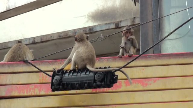 Baby wild monkey hanging on a black wire. City center. Thailand