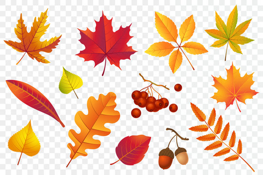 Autumn falling leaves isolated on transparent background. Yellow foliage collection. Rowan,oak, maple, birch and acorns. Colorful autumn leaf set. Vector illustration.
