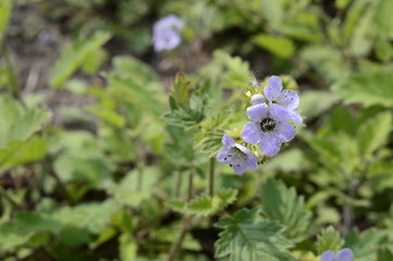 Closeup phacelia bolanderi commonly known as Bolander's phacelia with blurred background in garden