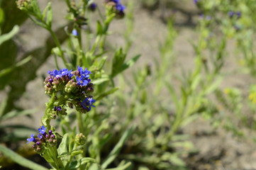 Closeup Anchusa azurea commonly known as garden anchusa with blurred background in garden