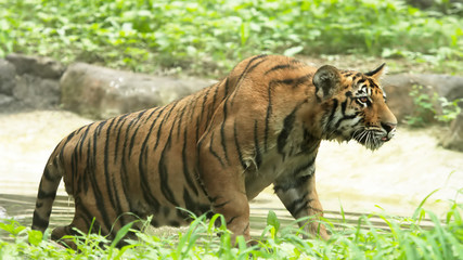 Royal Bengal Tiger in lake