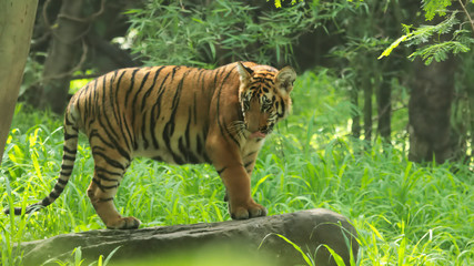 Royal Bengal tiger in Sundarban National Park