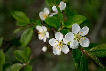 Cherry branch in spring garden with blur effect for abstract background