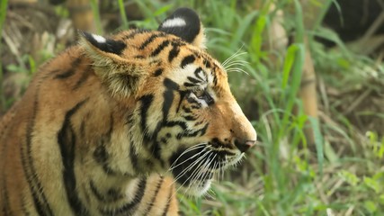 Fototapeta na wymiar Portrait of a Royal Bengal tiger 