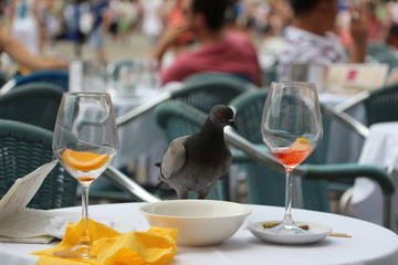 alone bird at the table eats the last supper colorful drinks