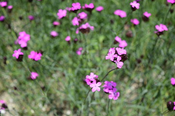 Fototapeta premium Closeup dianthus carthusianorum commonly known as Carthusian Pink with blurred background in garden