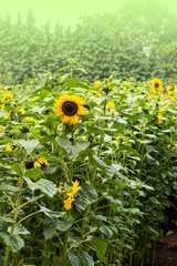 Obraz premium Bright yellow, orange sunflower flower on sunflower field. Beautiful rural landscape of sunflower field in sunny summer day.