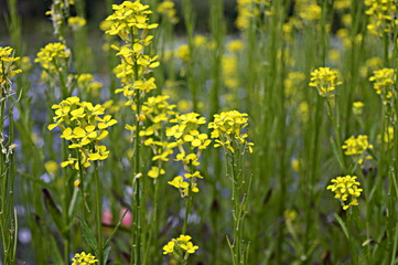 Closeup erysimum pieninicum with blurred background in garden