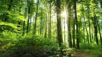 The sun casts its beautiful rays into the fresh green forest, time lapse