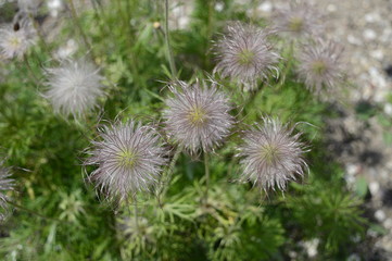 Closeup pulsatilla pratensis called also small pasque flower with blurred background in garden