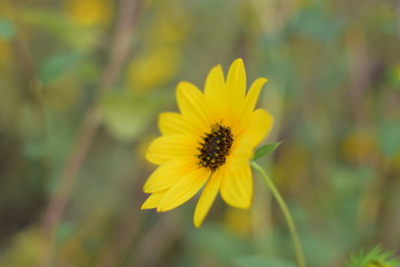 Daisy