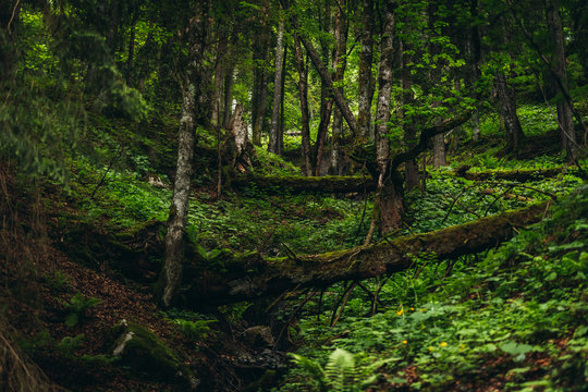 Forest hill