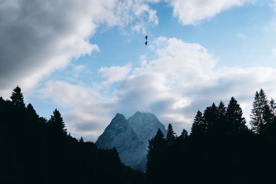 Couple of birds flying infront of the mountain Alpspitze