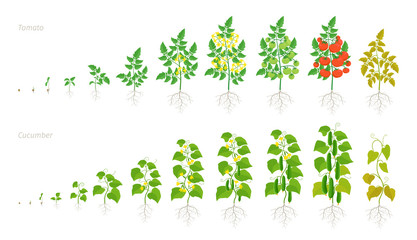 Set growth stages of tomato and cucumber plant. Ripening period. Life cycle of the vegetables harvest. Animation development progression. Vector illustration.