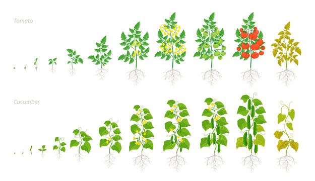 cartoon tomato plant growth stages