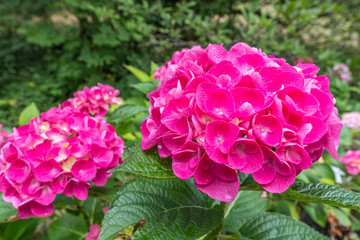 Fototapeta premium Hydrangea macrophylla 'Rathen'