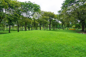 Green lawn surrounded by trees with blue sky.Beautiful landscaping in area Green field grass and forest.