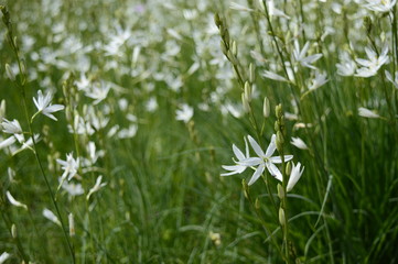 Closeup anthericum liliago commonly known as St Bernard's lily with blurred background in summer garden