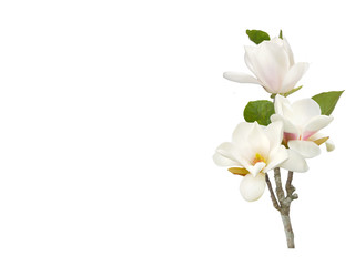 Fototapeta na wymiar Bloomimg white magnolia flower isolated on white background