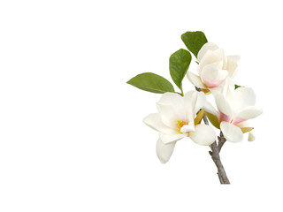 Bloomimg white magnolia flower isolated on white background © swisty242
